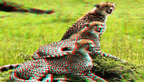 stereoscopy, stéréoscopie, 3d, relief, anaglyph, anaglyphe, photo, photographie, photography, holography, civil, war, glass, plate, plaque, verre, inconographie, iconography, foto, stereo, roosevelt, moulin, rouge, france, japan